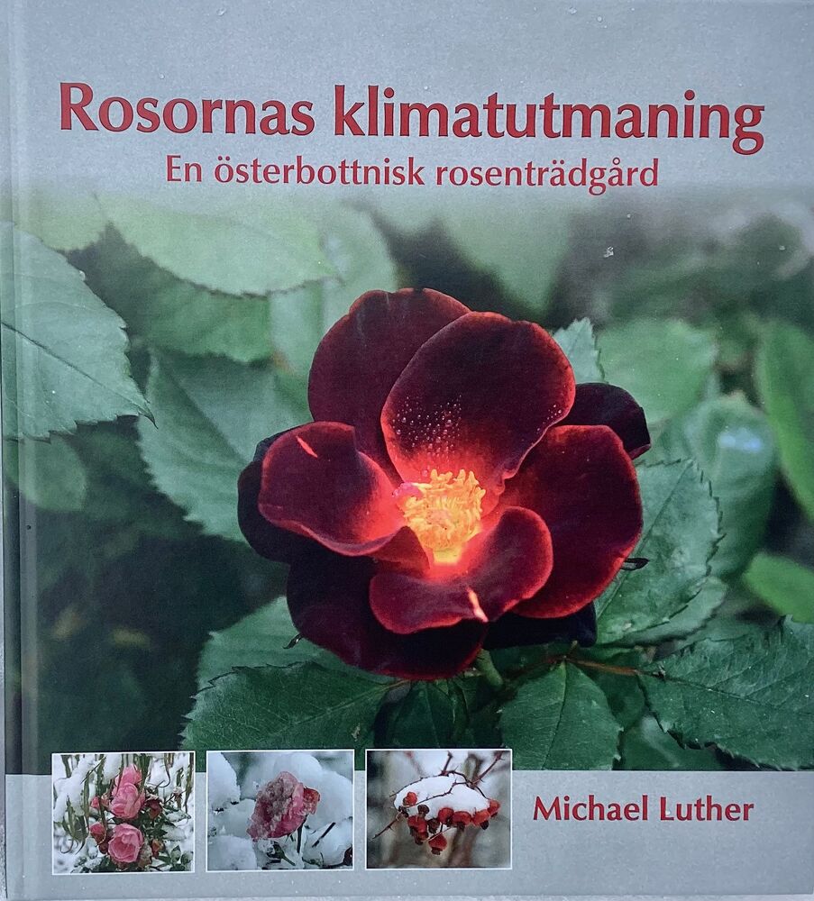 Rosornas klimatutmaning - En österbottnisk rosenträdgård