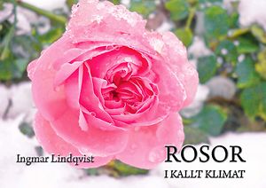 Ingmar Lindqvist: Rosor i kallt klimat